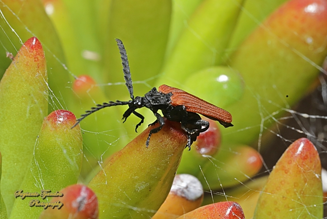 Long-nosed Lycid Beetle, Porrostoma rhipidium  Australia,Geotagged,Long-nosed Lycid Beetle,Porrostoma rhipidium,Spring