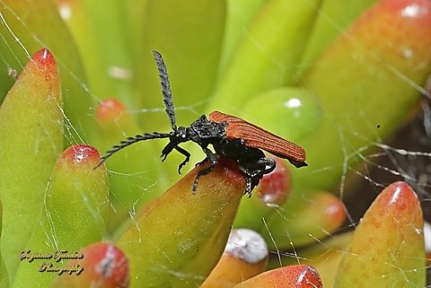 Long-nosed Lycid Beetle, Porrostoma rhipidium  Australia,Geotagged,Long-nosed Lycid Beetle,Porrostoma rhipidium,Spring