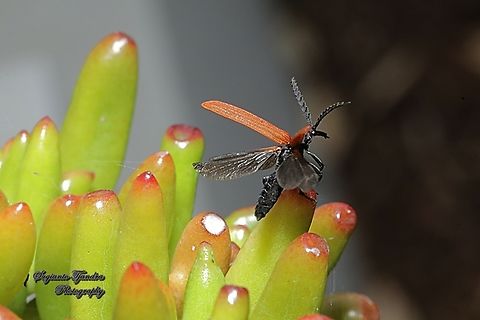 Long-nosed Lycid Beetle, Porrostoma rhipidium  Australia,Geotagged,Long-nosed Lycid Beetle,Porrostoma rhipidium,Spring