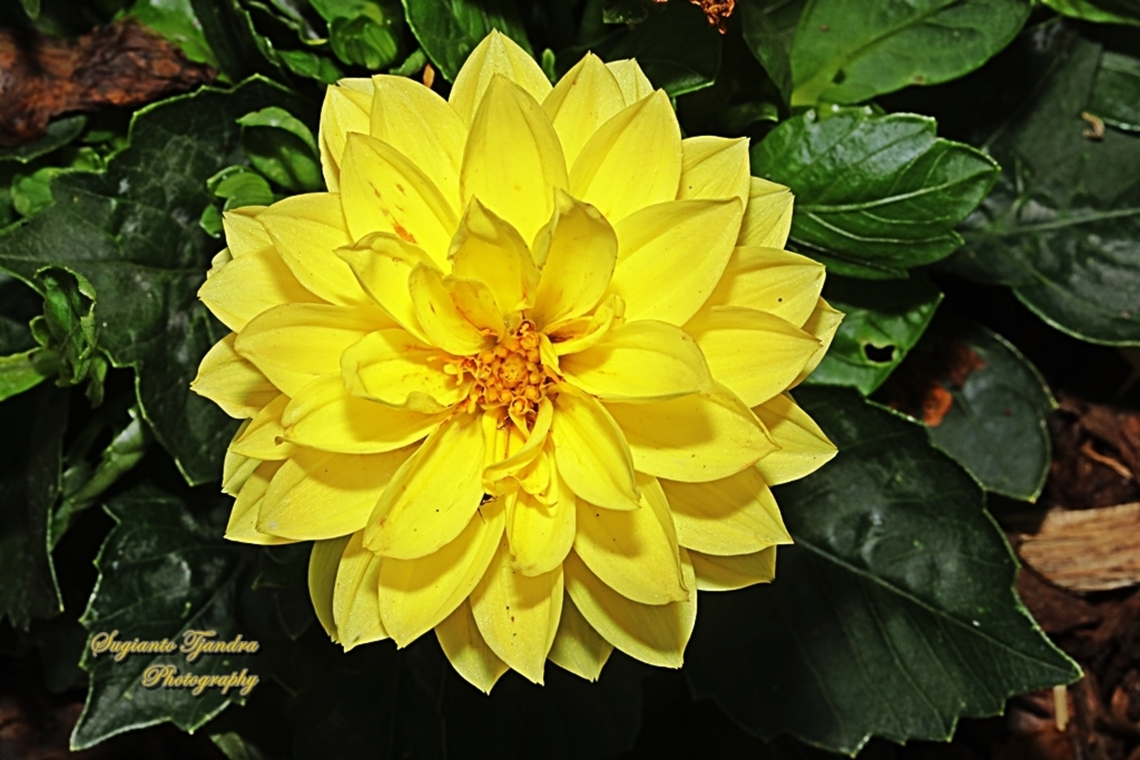 Yellow Garden Dahlia flower (Dahlia pinnata)  Australia,Dahlia pinnata,Garden Dahlia,Geotagged,Spring