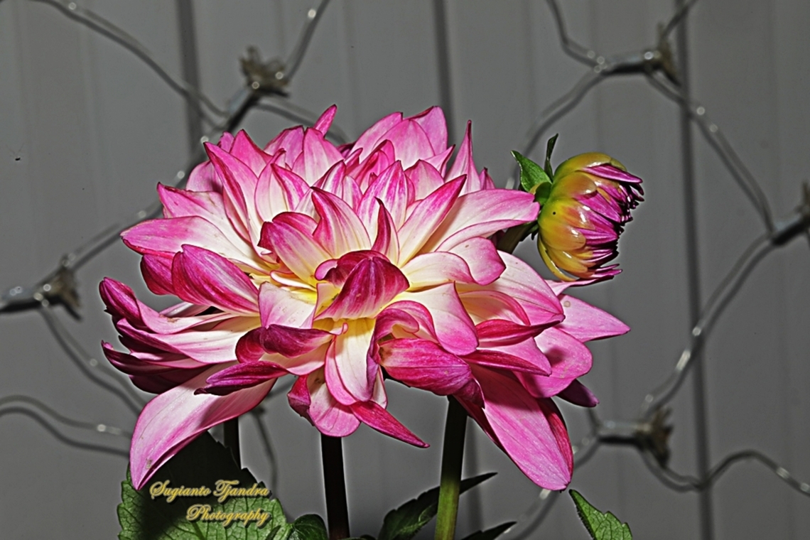 Garden Dahlia flower (Dahlia pinnata)  Australia,Dahlia pinnata,Garden Dahlia,Geotagged,Spring