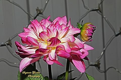 Garden Dahlia flower (Dahlia pinnata)  Australia,Dahlia pinnata,Garden Dahlia,Geotagged,Spring