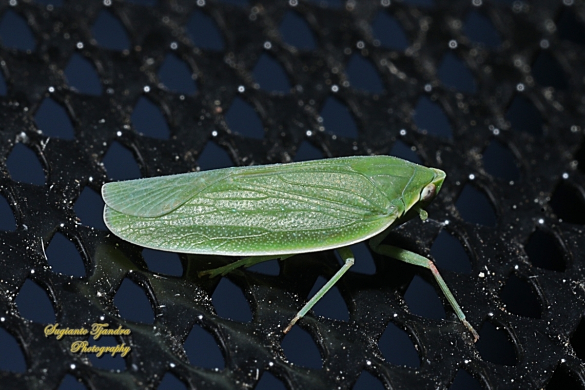 Typical Leafhoppers, Family Cicadellidae  Australia,Geotagged,Spring
