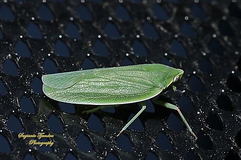 Typical Leafhoppers, Family Cicadellidae  Australia,Geotagged,Spring