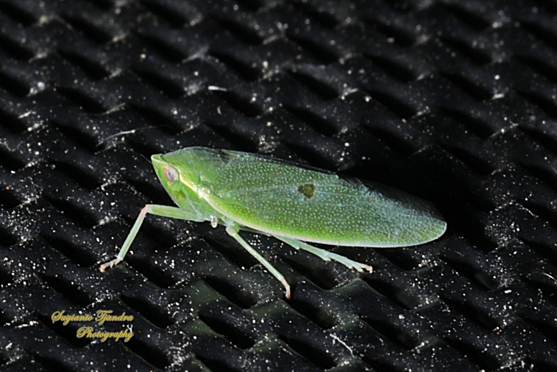 Typical Leafhoppers, Family Cicadellidae  Australia,Geotagged,Spring