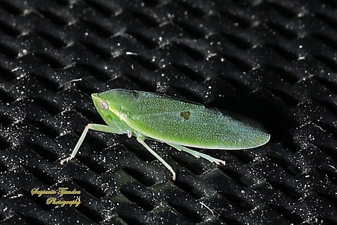 Typical Leafhoppers, Family Cicadellidae  Australia,Geotagged,Spring