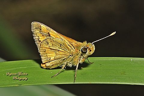 Skipper Butterfly, Yellow-banded Dart (Ocybadistes walkeri)  Australia,Geotagged,Ocybadistes walkeri,Spring,Yellow-banded Dart