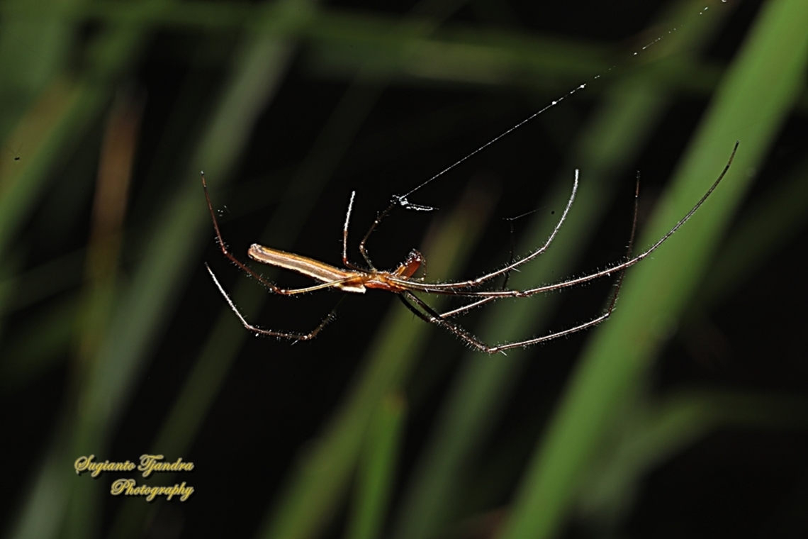 Elongate Stilt Spider, Tetragnatha elongata  Australia,Elongate Stilt Spider,Geotagged,Spring,Tetragnatha elongata