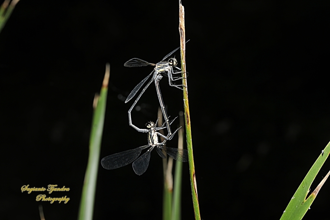 Damselfly, Common Flatwing (Austroargiolestes icteromelas)  Australia,Austroargiolestes icteromelas,Common Flatwing,Geotagged,Spring