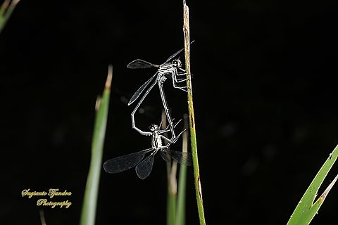 Damselfly, Common Flatwing (Austroargiolestes icteromelas)  Australia,Austroargiolestes icteromelas,Common Flatwing,Geotagged,Spring
