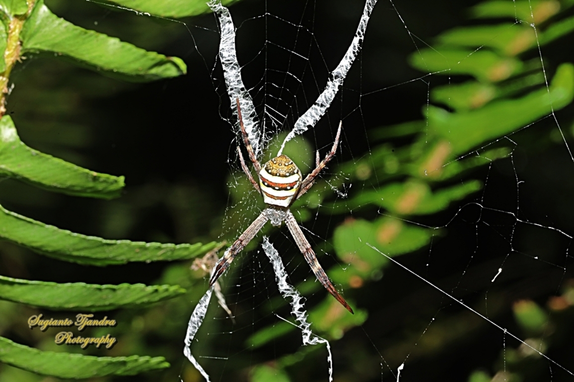 Saint Andrew's Cross Spider, Argiope keyserlingi  Argiope keyserlingi,Australia,Geotagged,Spring,St Andrews cross spider