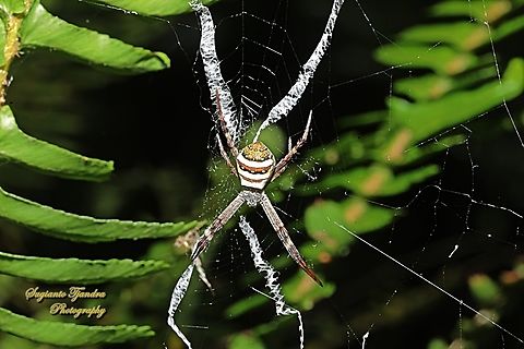 Saint Andrew's Cross Spider, Argiope keyserlingi  Argiope keyserlingi,Australia,Geotagged,Spring,St Andrews cross spider