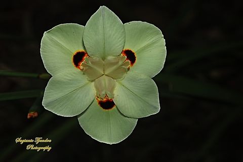 Yellow Fortnight Lily flower, Dietes bicolor  Australia,Dietes bicolor,Fortnight Lily,Geotagged,Spring