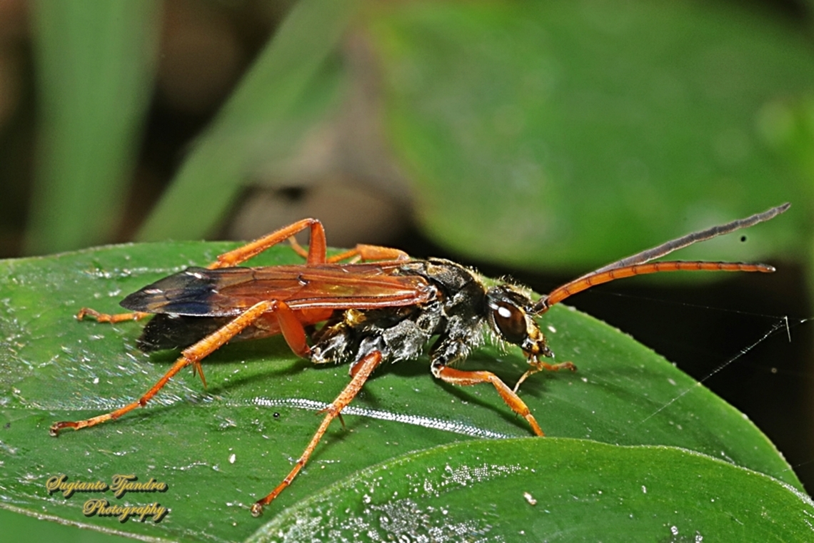 Spider Wasp, Priocnemis conformis  Australia,Geotagged,Priocnemis conformis,Spring