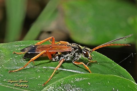 Spider Wasp, Priocnemis conformis  Australia,Geotagged,Priocnemis conformis,Spring