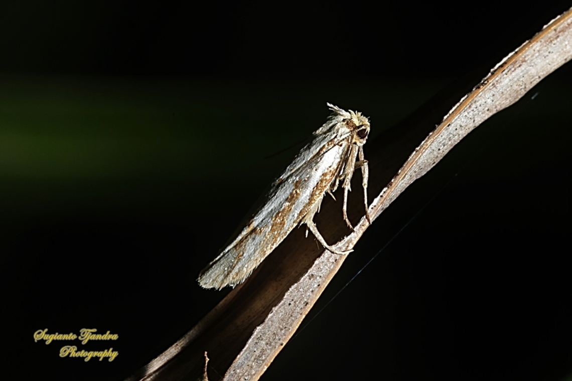 Timber Moth, Genus Xylorycta  Australia,Geotagged,Spring