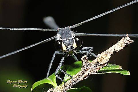 Damselfly, Common Flatwing (Austroargiolestes icteromelas)  Australia,Austroargiolestes icteromelas,Common Flatwing,Geotagged,Spring