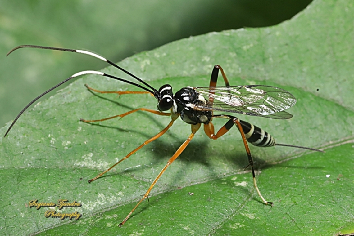 Ichneumonid Wasp, Genus Myrmeleonostenus  Australia,Geotagged,Spring