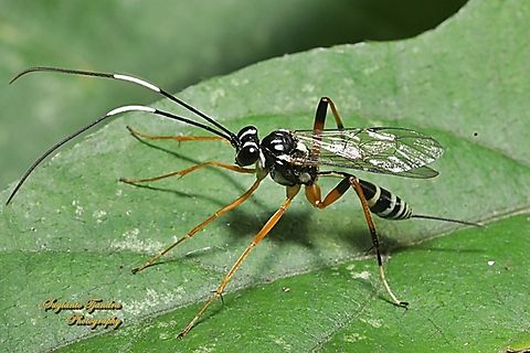Ichneumonid Wasp, Genus Myrmeleonostenus  Australia,Geotagged,Spring