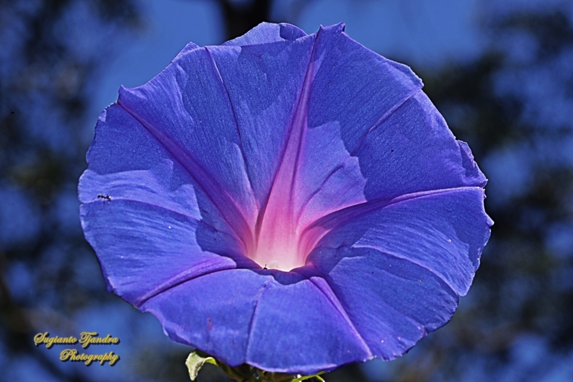Oceanblue Morning Glory flower, Ipomoea indica  Australia,Blue Morning Glory,Geotagged,Ipomoea indica,Spring