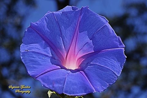 Oceanblue Morning Glory flower, Ipomoea indica  Australia,Blue Morning Glory,Geotagged,Ipomoea indica,Spring