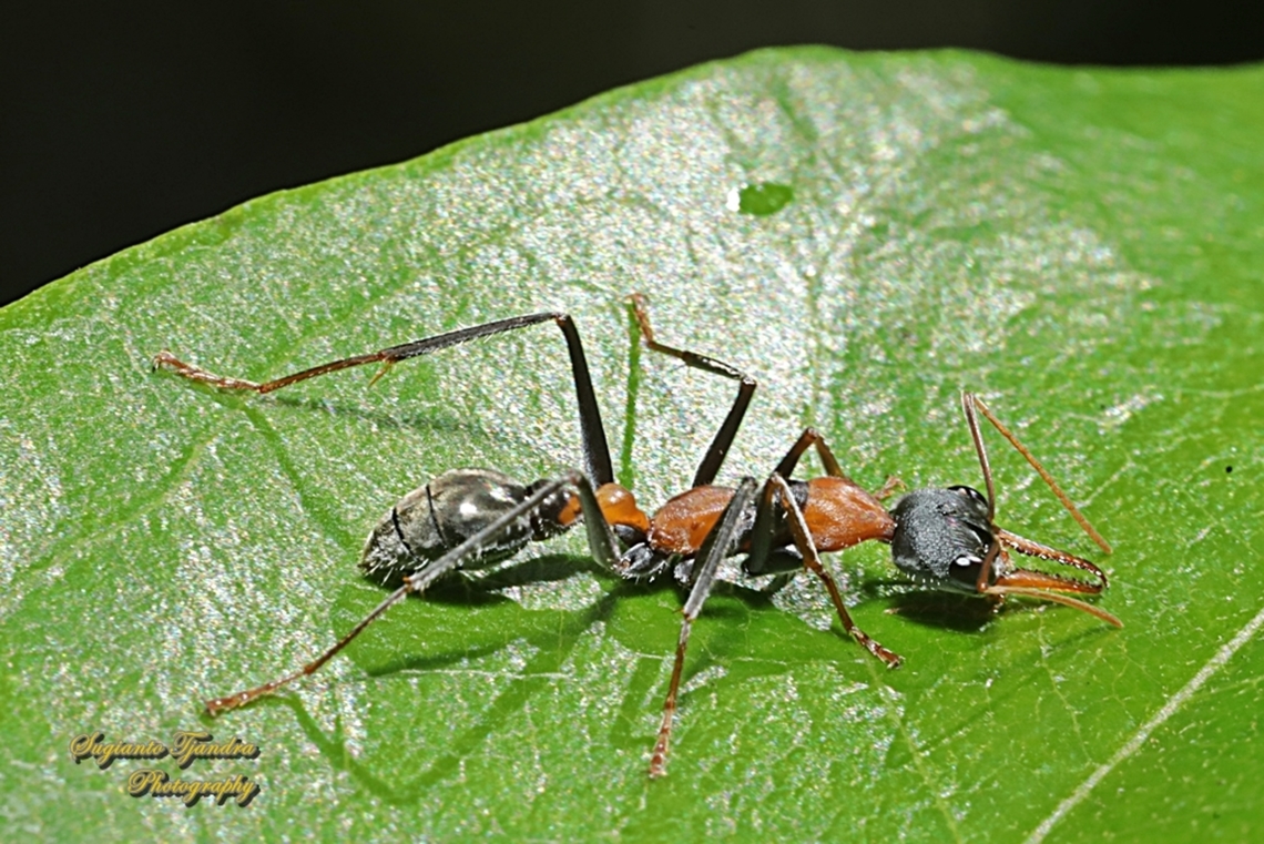 Jumping Jack Ant, Myrmecia nigrocincta  Australia,Geotagged,Jumper ant,Myrmecia nigrocincta,Spring