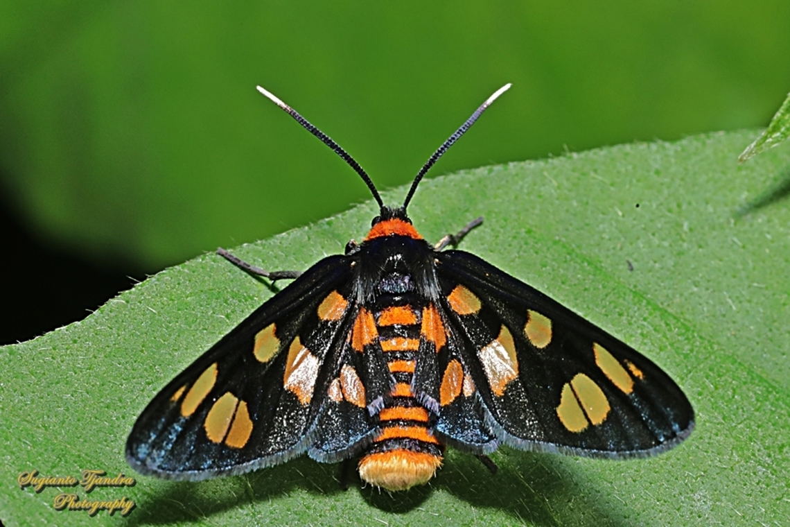 White Antennae Wasp Moth, Amata nigriceps  Amana nigriceps,Amata nigriceps,Australia,Geotagged,Spring