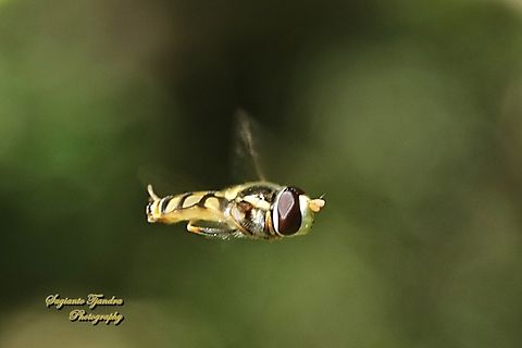 Yellow-shouldered Stout Hover Fly, Simosyrphus grandicornis  Australia,Geotagged,Simosyrphus grandicornis,Spring,Yellow-shouldered Stout Hover Fly