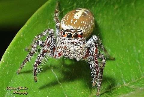 Massive Garden Jumping Spider, Opisthoncus quadratarius  Australia,Geotagged,Opisthoncus quadratarius,Spring