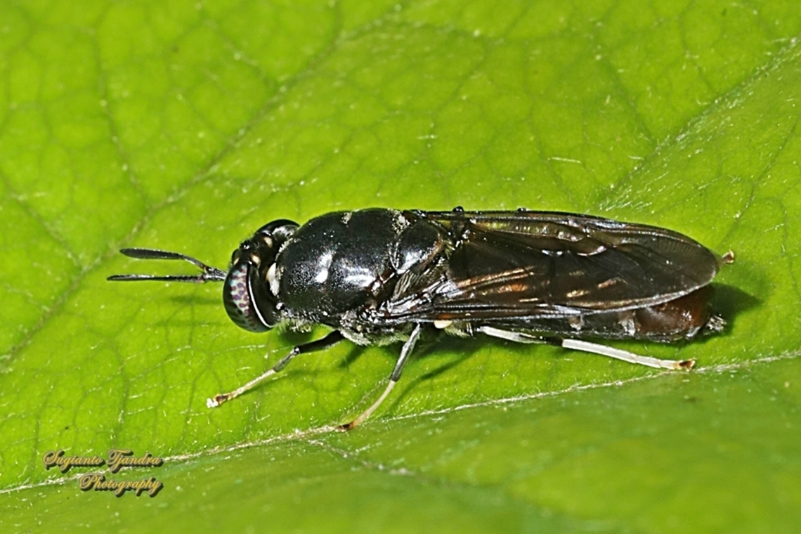 Black Soldier Fly, Hermetia illucens  Australia,Black Soldier Fly,Geotagged,Hermetia illucens,Spring