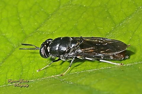 Black Soldier Fly, Hermetia illucens  Australia,Black Soldier Fly,Geotagged,Hermetia illucens,Spring