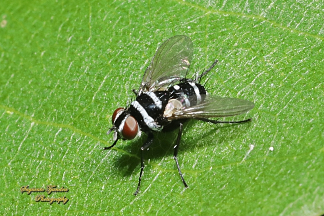 Complex Trigonospila cingulata  Australia,Geotagged,Spring,Trigonospila cingulata