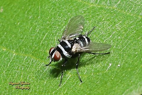 Complex Trigonospila cingulata  Australia,Geotagged,Spring,Trigonospila cingulata