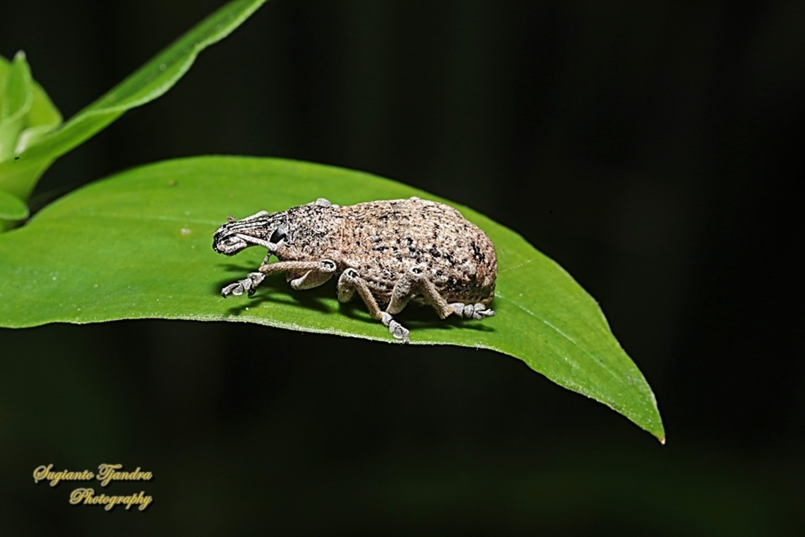 Fruit-tree Root Weevil, Leptopius robustus  Australia,Fruit tree root weevil,Geotagged,Leptopius robustus,Spring