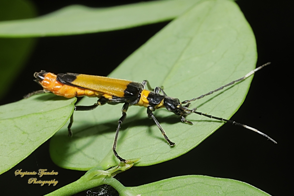 Soldier Beetle, Chauliognathus imperialis  Australia,Chauliognathus imperialis,Geotagged,Imperial soldier beetle,Spring