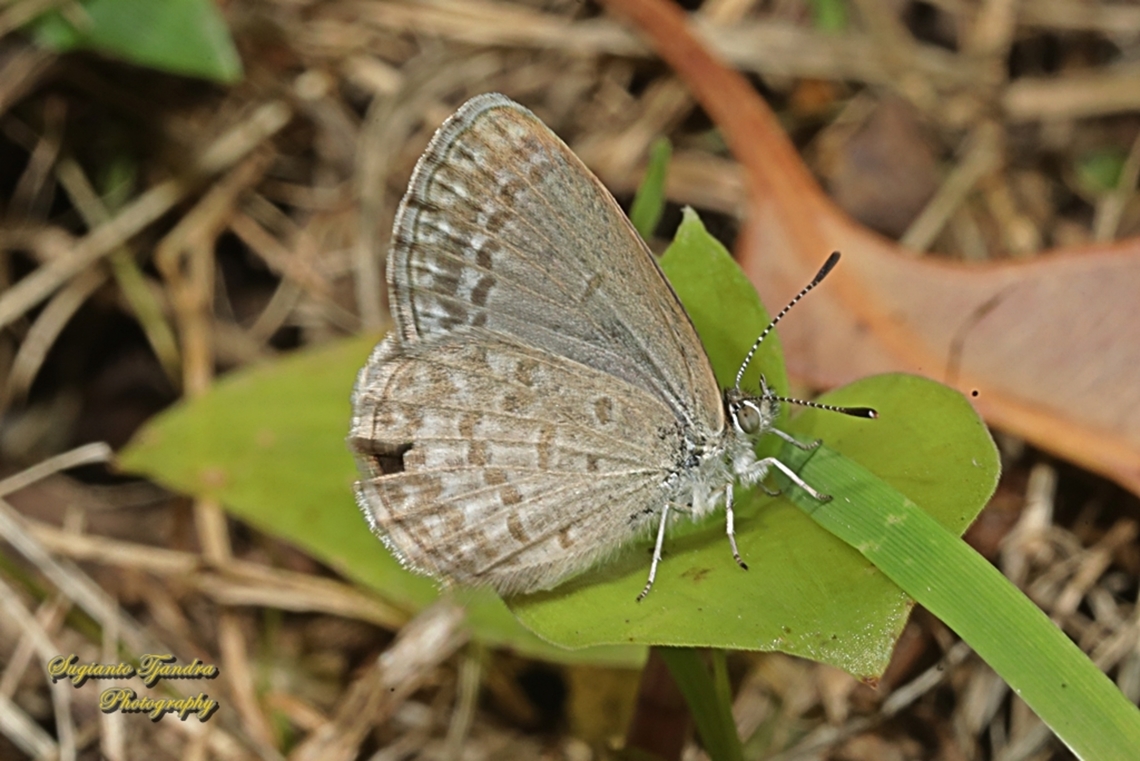 Lesser Grass Blue Butterfly,  Zizina otis  Australia,Geotagged,Lesser Grass Blue,Spring,Zizina otis