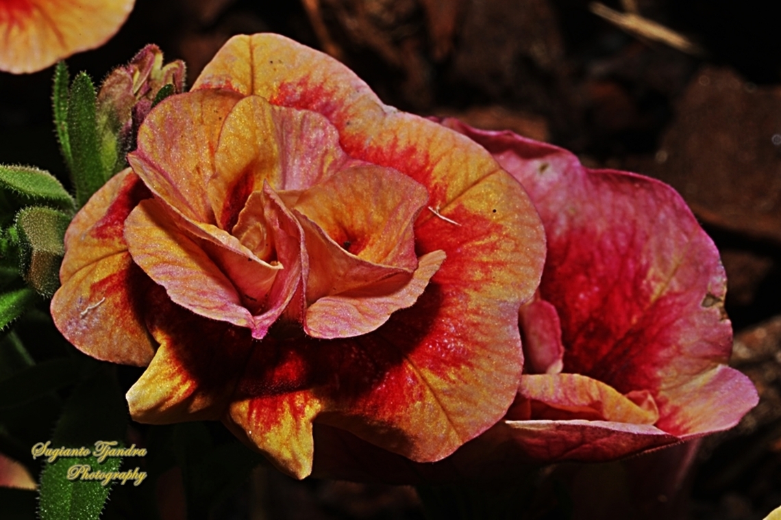 Seaside Petunia flowers, Calibrachoa parviflora  Australia,Calibrachoa parviflora,Geotagged,Seaside Petunia,Spring