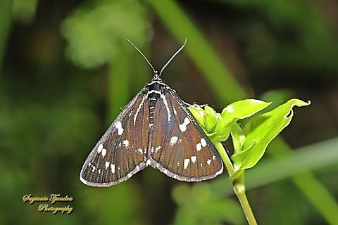 Forester Moth, Cruria synopla  Australia,Cruria synopla,Forest Day-moth,Geotagged,Spring