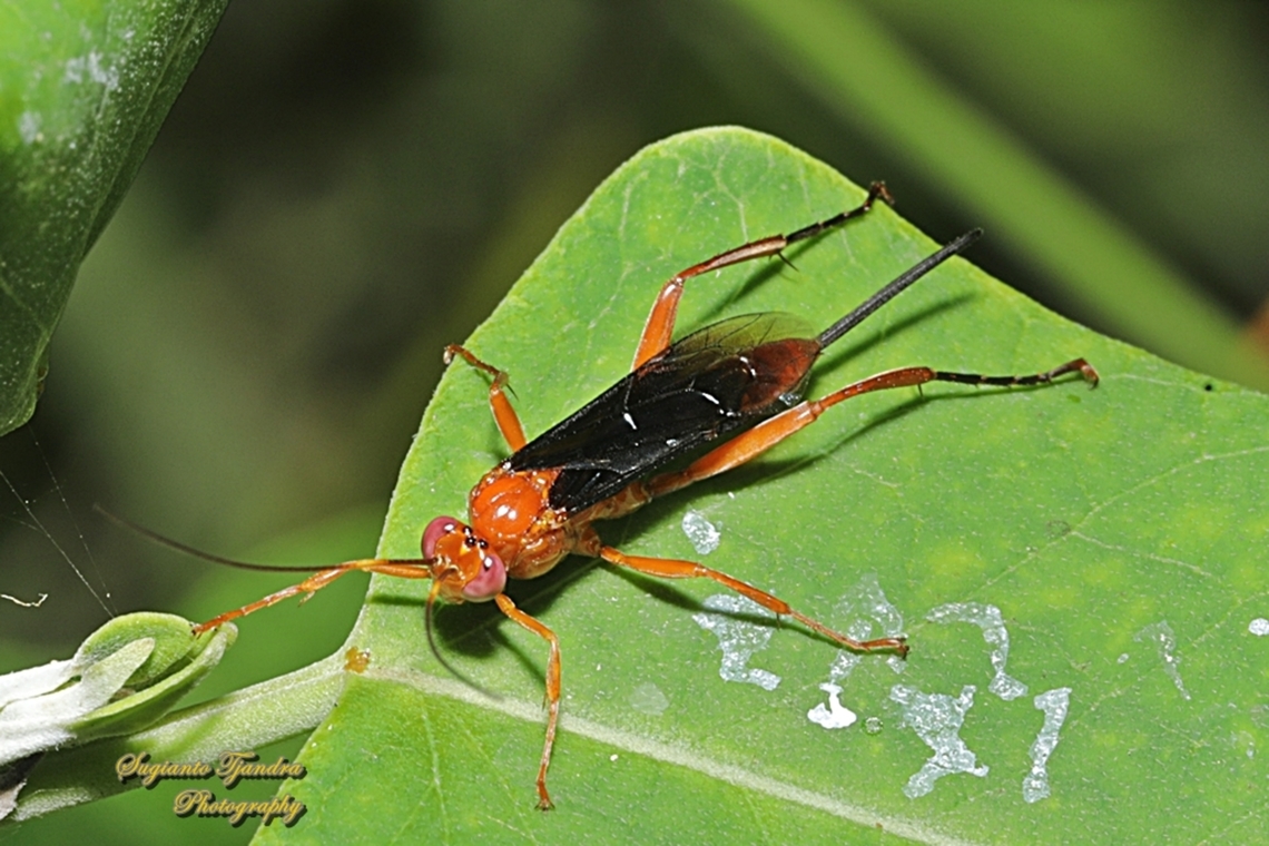 Orchid Dupe Wasp, Lissopimpla excelsa  Australia,Geotagged,Lissopimpla excelsa,Spring