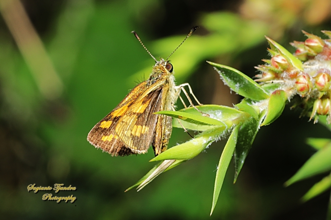 Skipper Butterfly, Yellow-banded Dart, Ocybadistes walkeri  Australia,Geotagged,Ocybadistes walkeri,Spring,Yellow-banded Dart