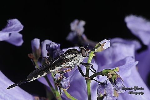 Black Robber fly, Cerdistus Sp.  Australia,Geotagged,Spring