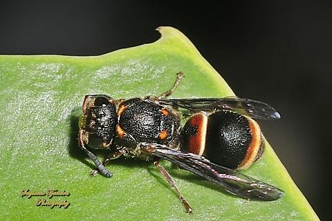 Mason Wasp, Paralastor Sp.  Australia,Geotagged,Spring