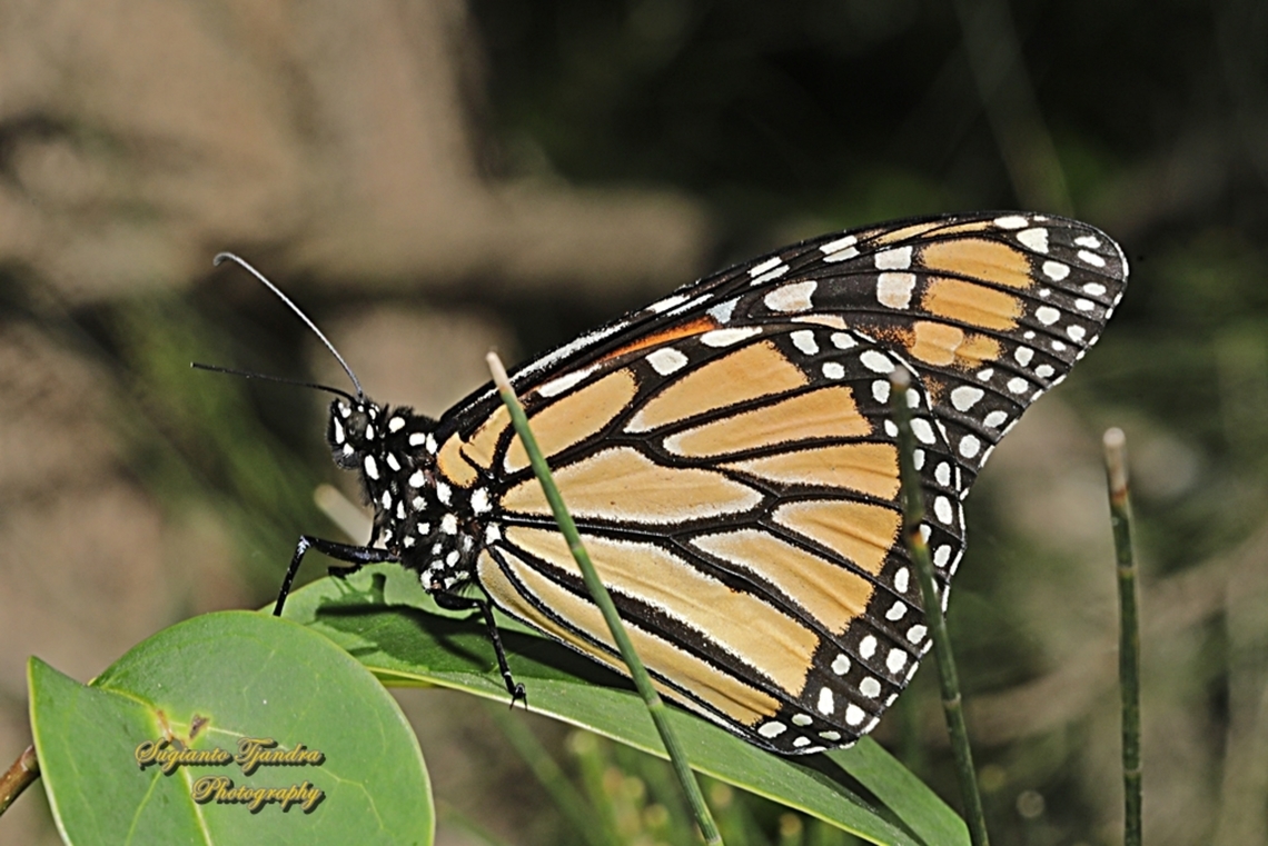Monarch Butterfly, Danaus plexippus  Australia,Danaus plexippus,Geotagged,Monarch butterfly,Spring