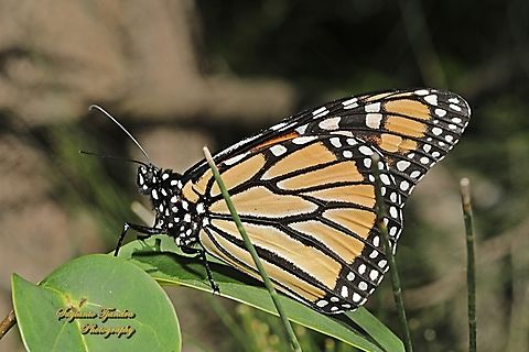 Monarch Butterfly, Danaus plexippus  Australia,Danaus plexippus,Geotagged,Monarch butterfly,Spring