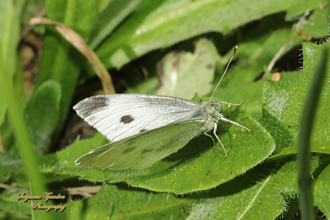 Small White Butterfly, Pieris rapae  Australia,Geotagged,Pieris rapae,Small White,Spring