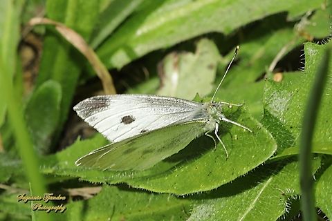 Small White Butterfly, Pieris rapae  Australia,Geotagged,Pieris rapae,Small White,Spring
