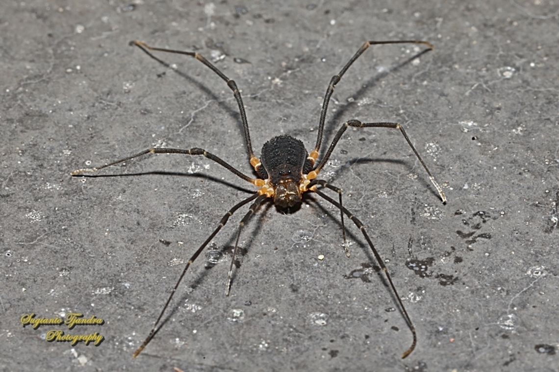 Assamiid Harvestmen Spider, Octobunus singularis  Australia,Geotagged,Octobunus singularis,Spring