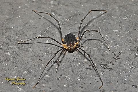 Assamiid Harvestmen Spider, Octobunus singularis  Australia,Geotagged,Octobunus singularis,Spring