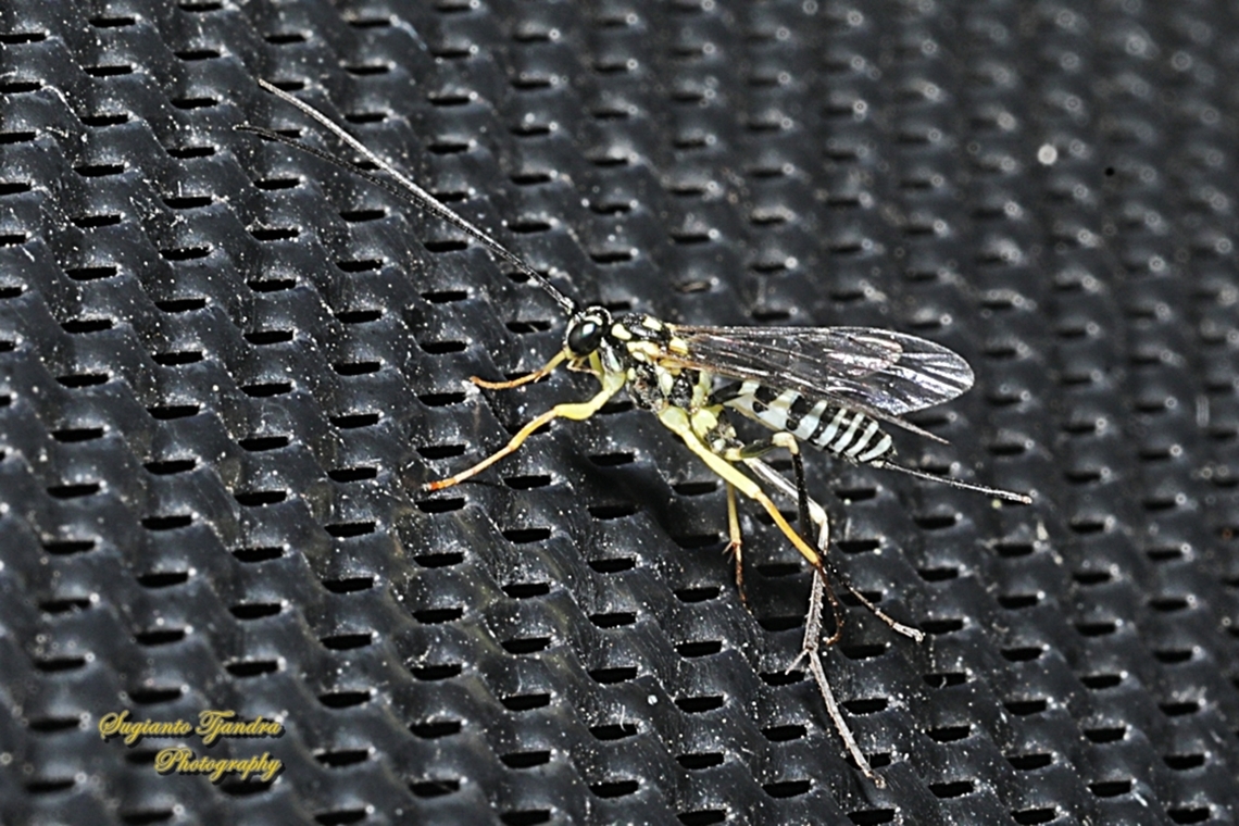 Ichneumonid Wasp, Phytodietus celisissimus  Australia,Geotagged,Phytodietus celisissimus,Spring