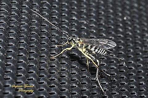 Ichneumonid Wasp, Phytodietus celisissimus  Australia,Geotagged,Phytodietus celisissimus,Spring